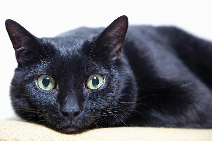 Breed Info and Facts - Bombay Cat