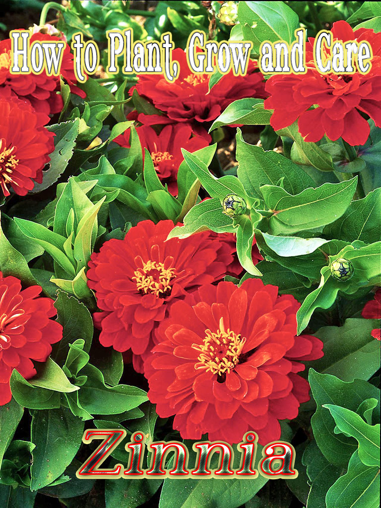 Zinnia – How to Plant, Grow and Care