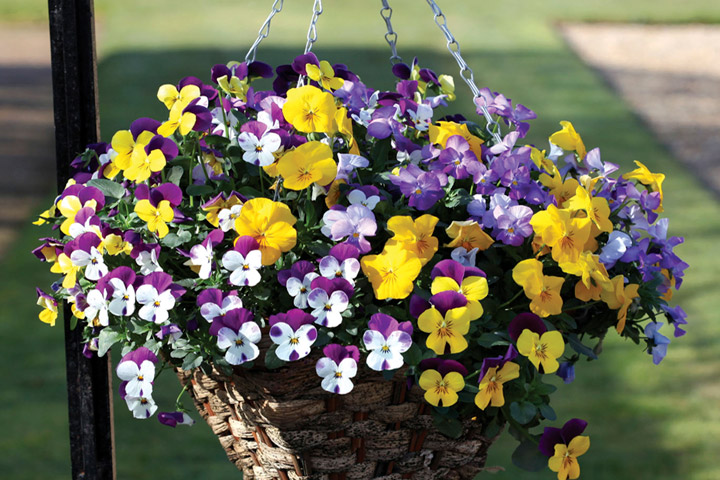 How To Plant Hanging Baskets and Containers