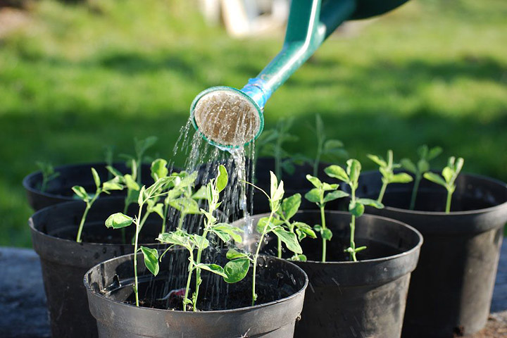 How Much And How Often To Water Potted Plants