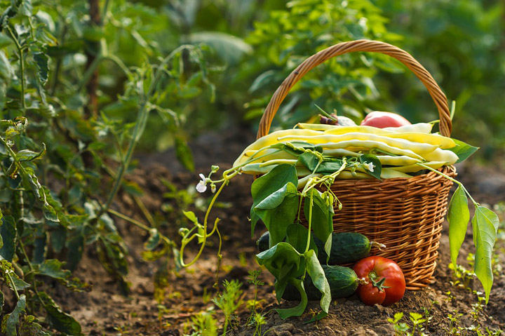 Garden Almanac - August Gardening Tips and Tasks