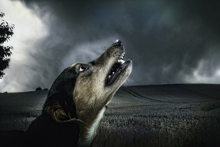 Can a Dog Sense a Natural Disaster?