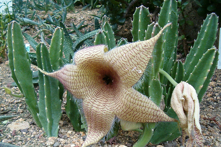 Stapelia Gigantea - Growing Guide