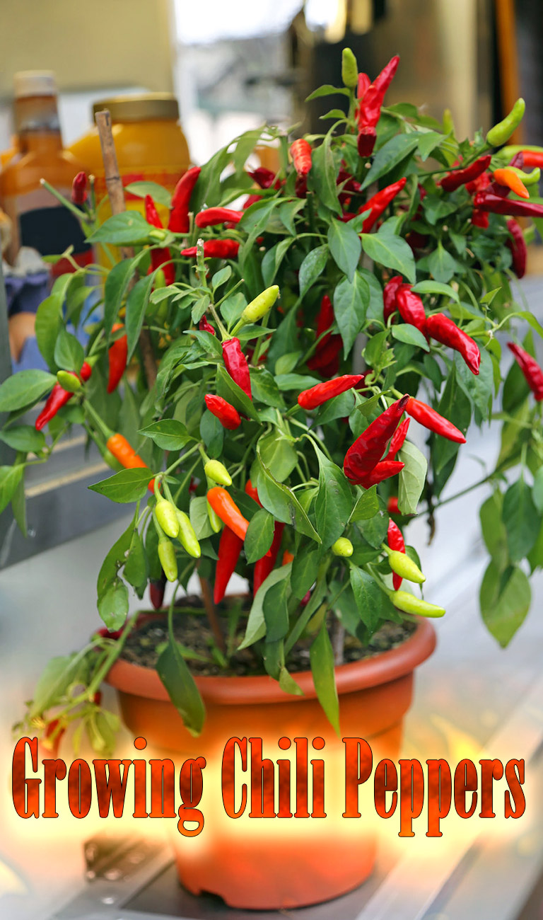 Hot Tips for Growing Chili Peppers at Home