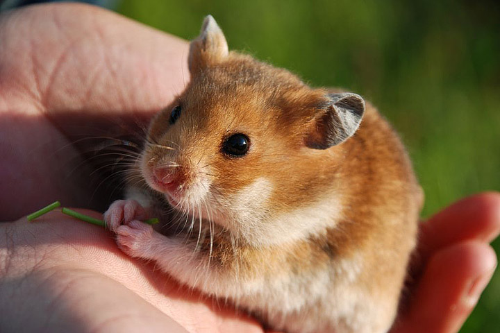 Hamster Cage - Essentials