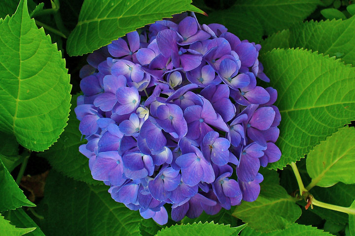 How to Grow Healthy, Happy Hydrangeas