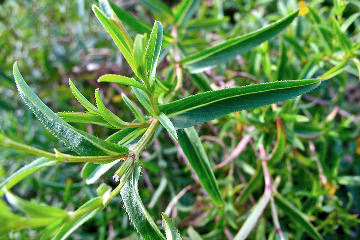 Tarragon – Growing Guide