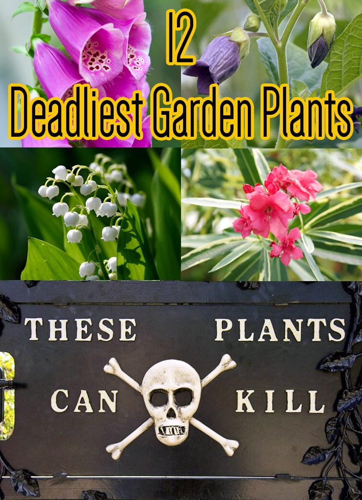 Toxic Plants – 12 Deadliest Garden Plants