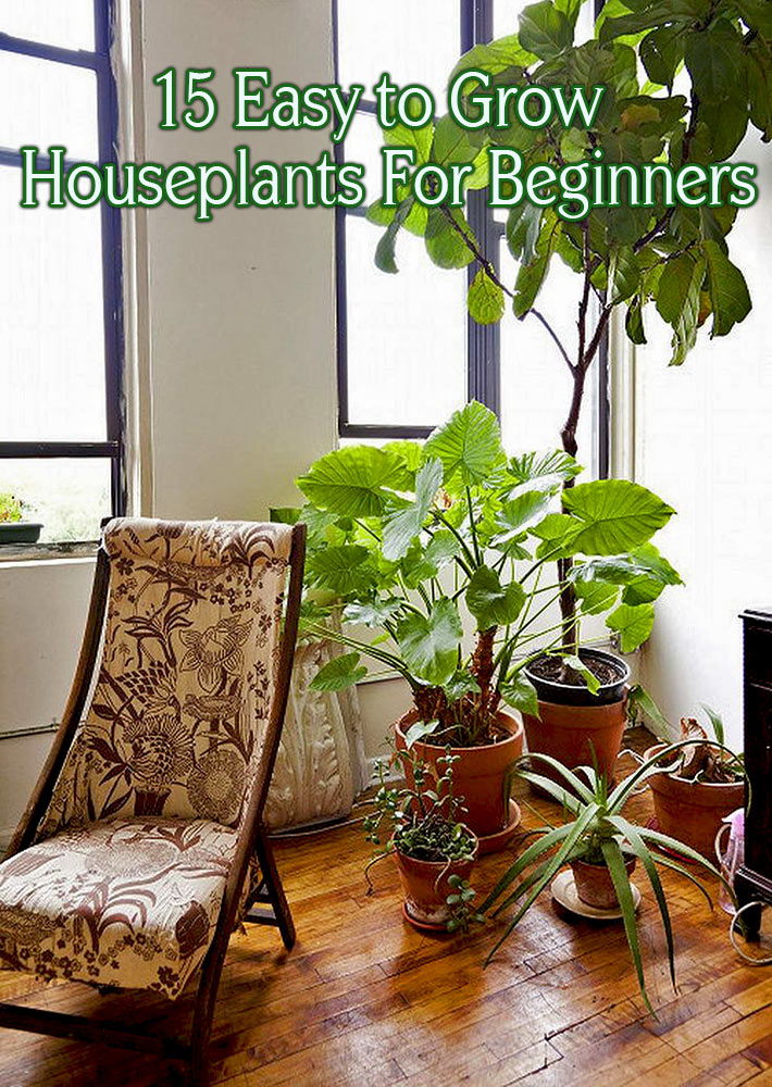 15 Easy to Grow Houseplants For Beginners