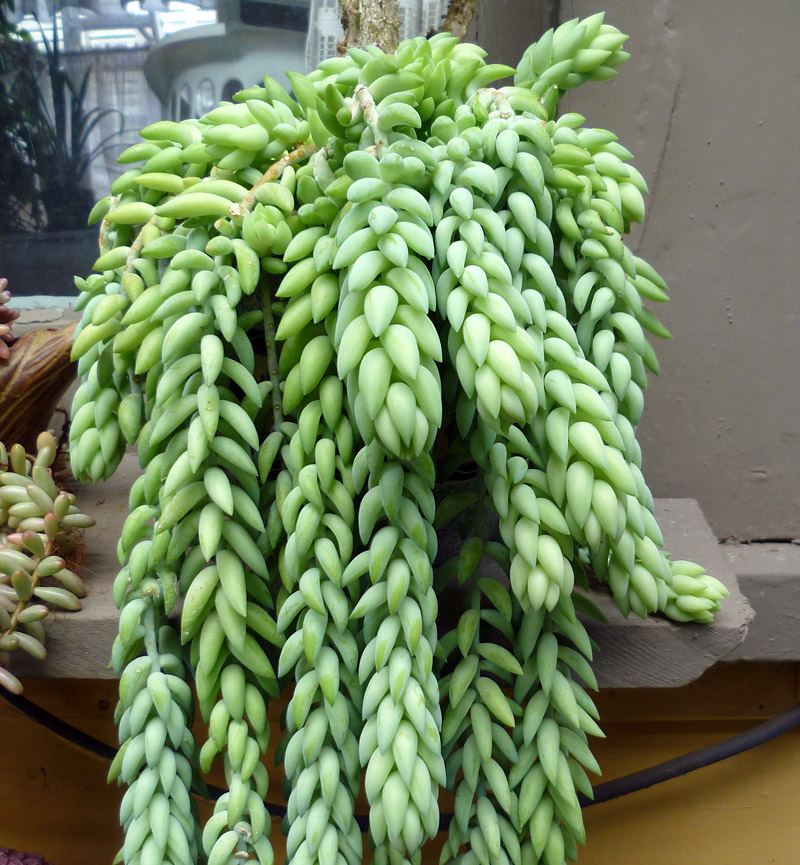 Everything You Need to Know About Succulents