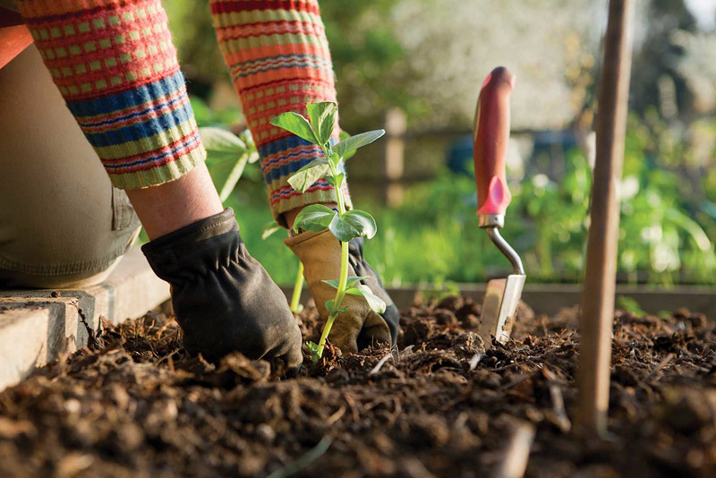 40 Top Gardening Tips and Tricks