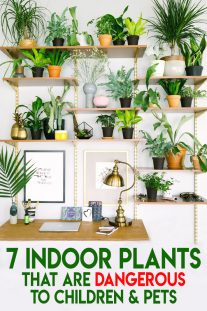 7 Indoor Plants That Are Dangerous to Children & Pets