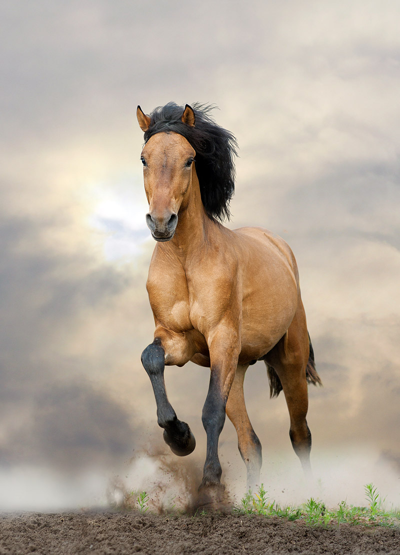 30 Fascinating and Interesting Facts About Horses