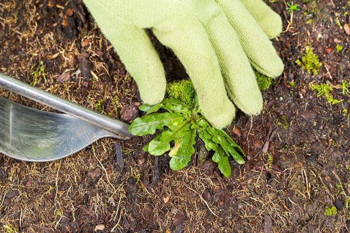 9 Natural Ways to Kill Weeds