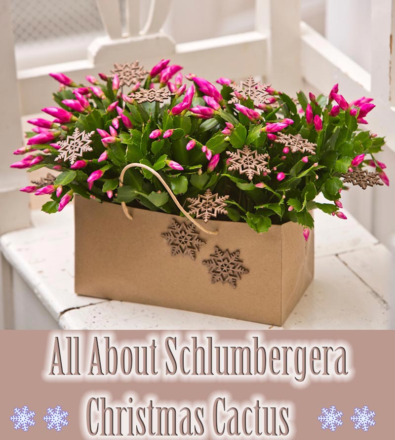 All About Schlumbergera - Christmas Cactus