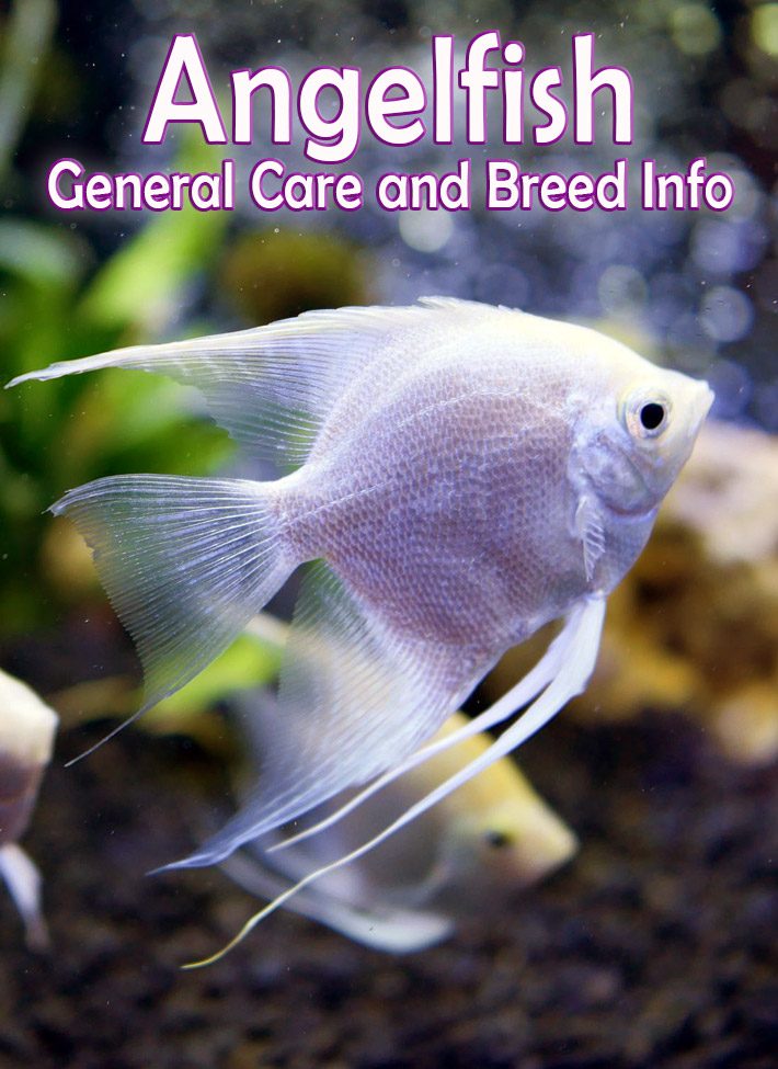 Angelfish – General Care and Breed Info