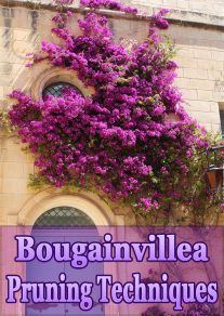 ﻿﻿Bougainvillea Pruning Techniques