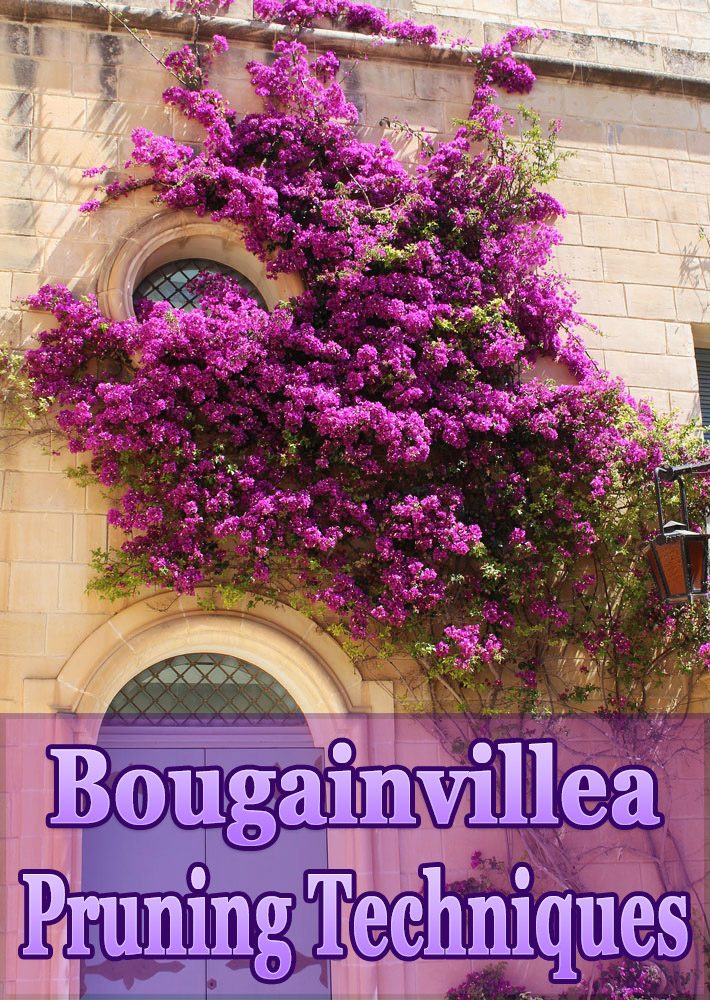 Bougainvillea Pruning Techniques