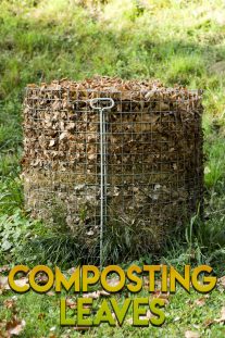 Composting Leaves