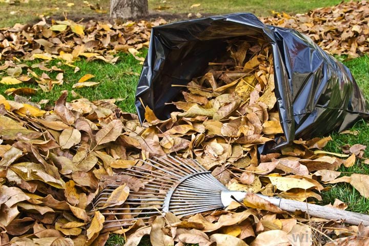 Composting Leaves