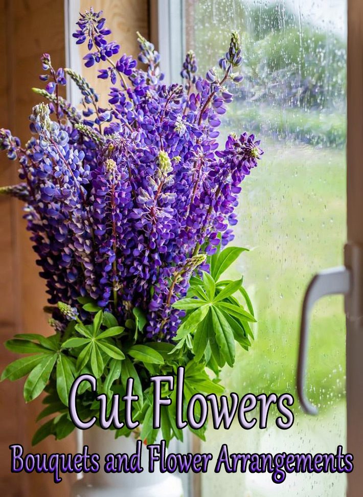 Cut Flowers – Bouquets and Flower Arrangements