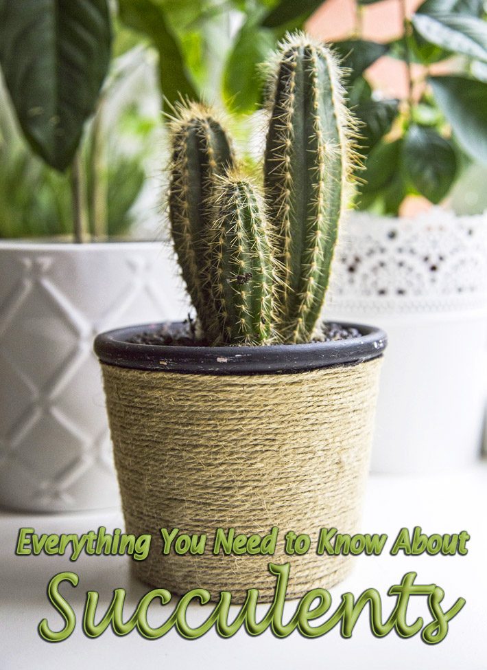 Everything You Need to Know About Succulents