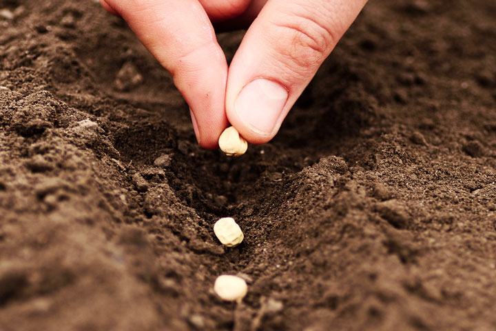 Fall Seed Planting