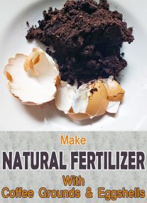 Fertilize Your Plants With Coffee Grounds and Eggshells