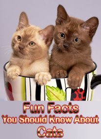 Fun Facts You Should Know About Cats