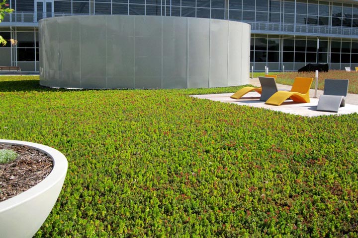 Ground Covers Carpet Sunny Locations with Sedum