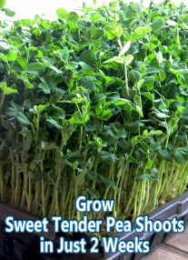 Grow Sweet Tender Pea Shoots in Just Two Weeks