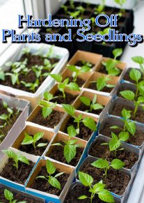 Hardening Off Plants and Seedlings