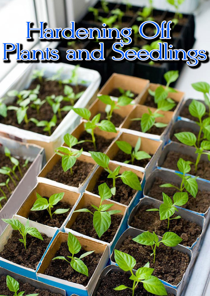 Hardening off plants and seedlings