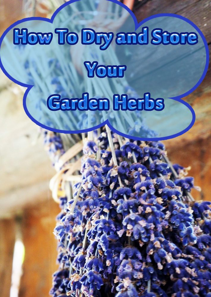 How To Dry and Store Your Garden Herbs