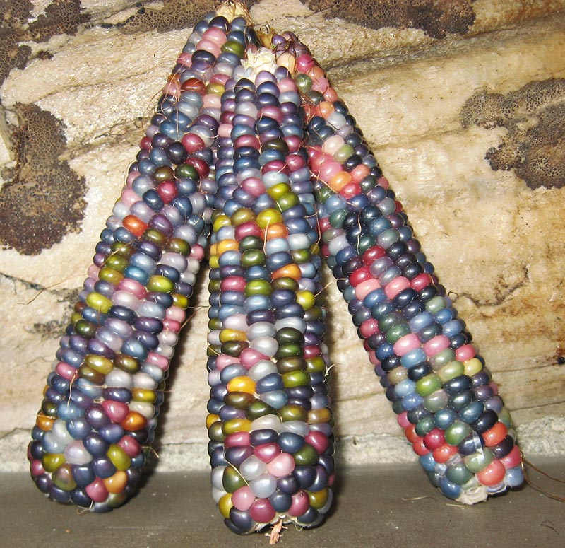 How To Grow Glass Gem Corn