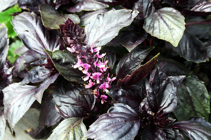 How to Grow Dark Opal Basil