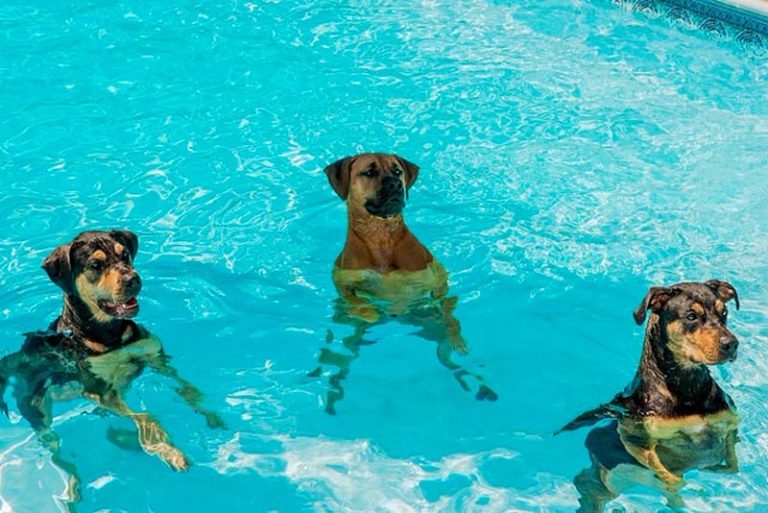 Is it Chlorine in Pools Safe for Pets?