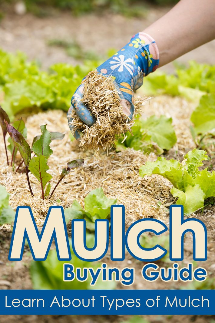 Mulch Buying Guide – Learn About Types of Mulch