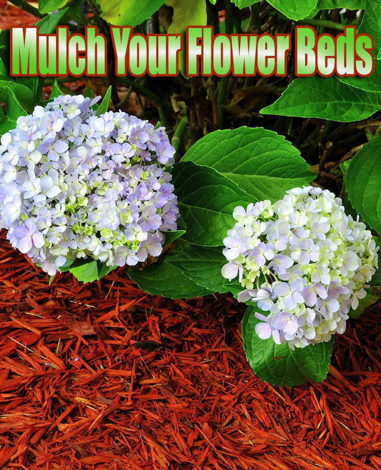 Mulch Your Flower Beds