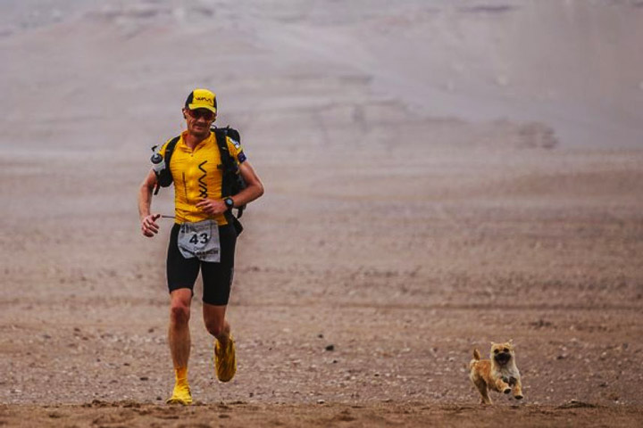 Runner Wants To Adopt Stray Dog Who Ran Through The Gobi Desert With Him