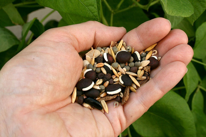 Saving Heirloom Seeds
