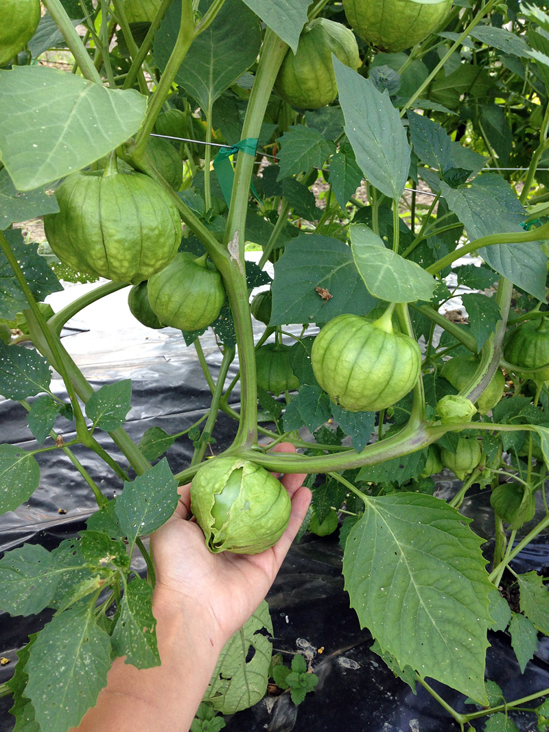 Gardening Guide - How to Grow Tomatillos