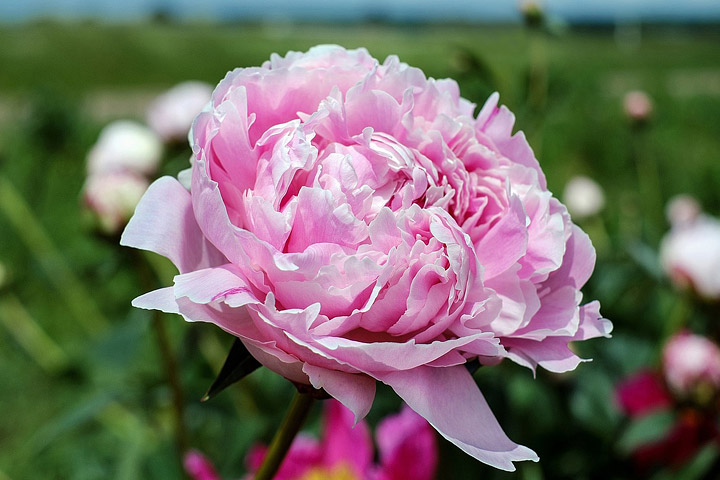 Peonies: How to Plant, Grow and Care for Peony Plants