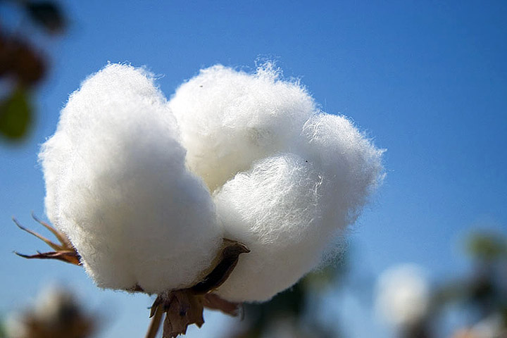 Everything You Need to Know About Organic Cotton
