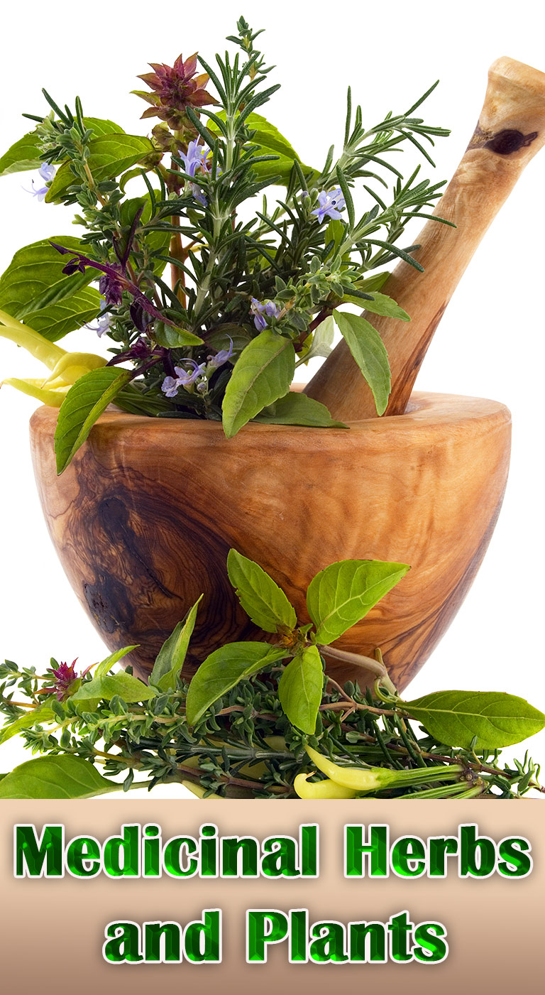 Growing Medicinal Herbs and Plants at Home