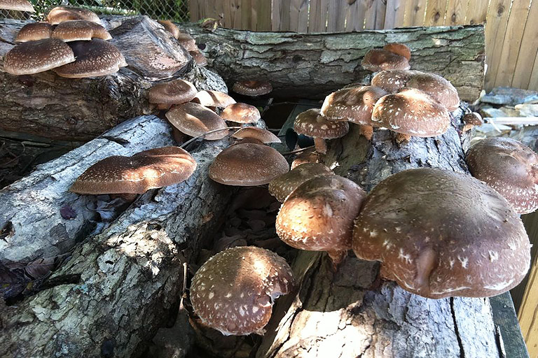 How to Grow Your Own Shiitake Mushrooms