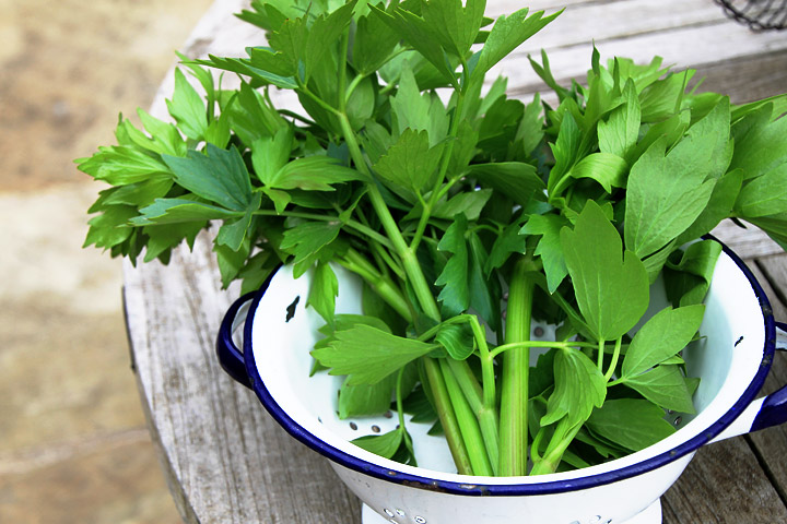 How to Grow Big and Beautiful Lovage