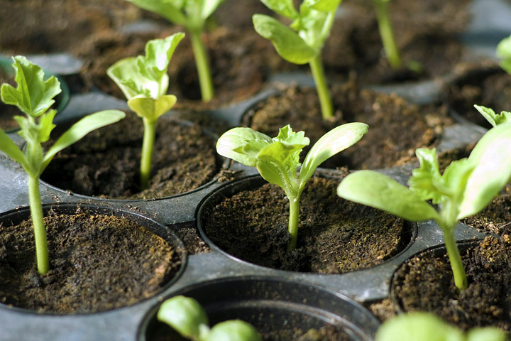 Hardening Off Plants and Seedlings