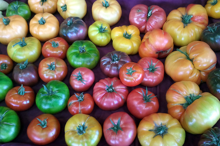 Tomatoes Nutritional Value – Which Type to Plant?