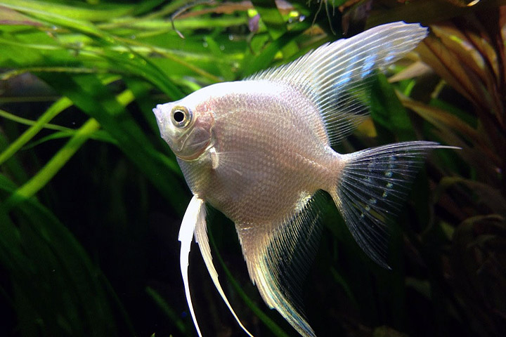 Angelfish - General Care and Breed Info